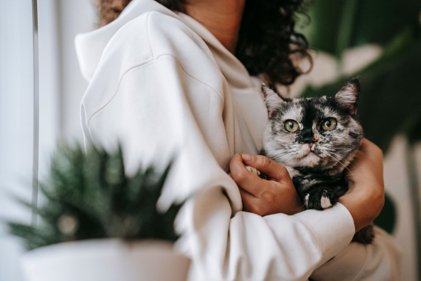 A tortoiseshell cat held close in someone's arms at home