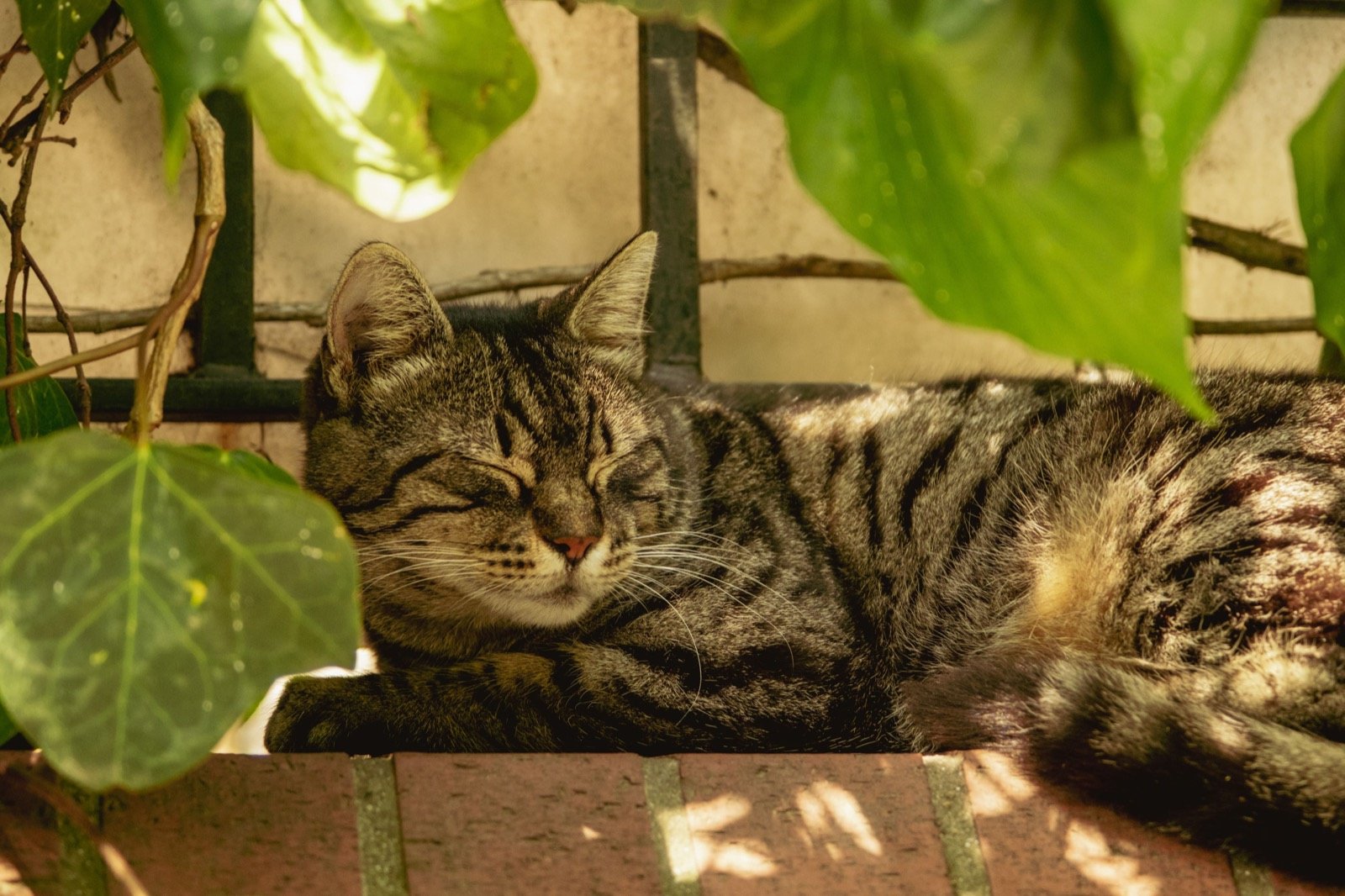 A tabby cat sleeping peacefully in dappled shade